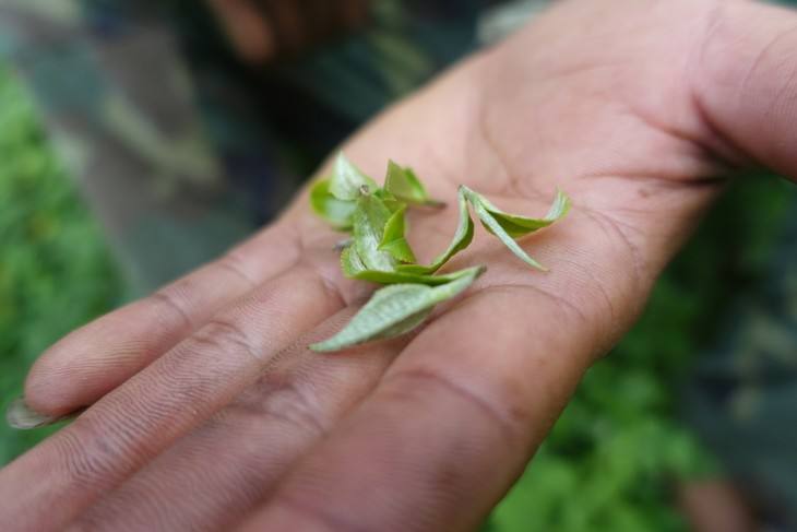 2022年普洱茶中的小可愛(ài)|倚邦貓耳朵