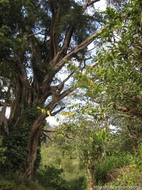 2022年蠻磚古樹(shù)春茶多少錢(qián)一公斤？