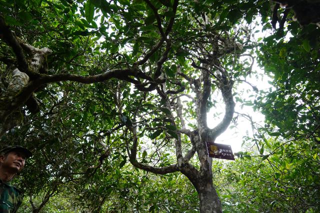 2022年桃子寨古樹(shù)春茶多少錢(qián)一公斤？