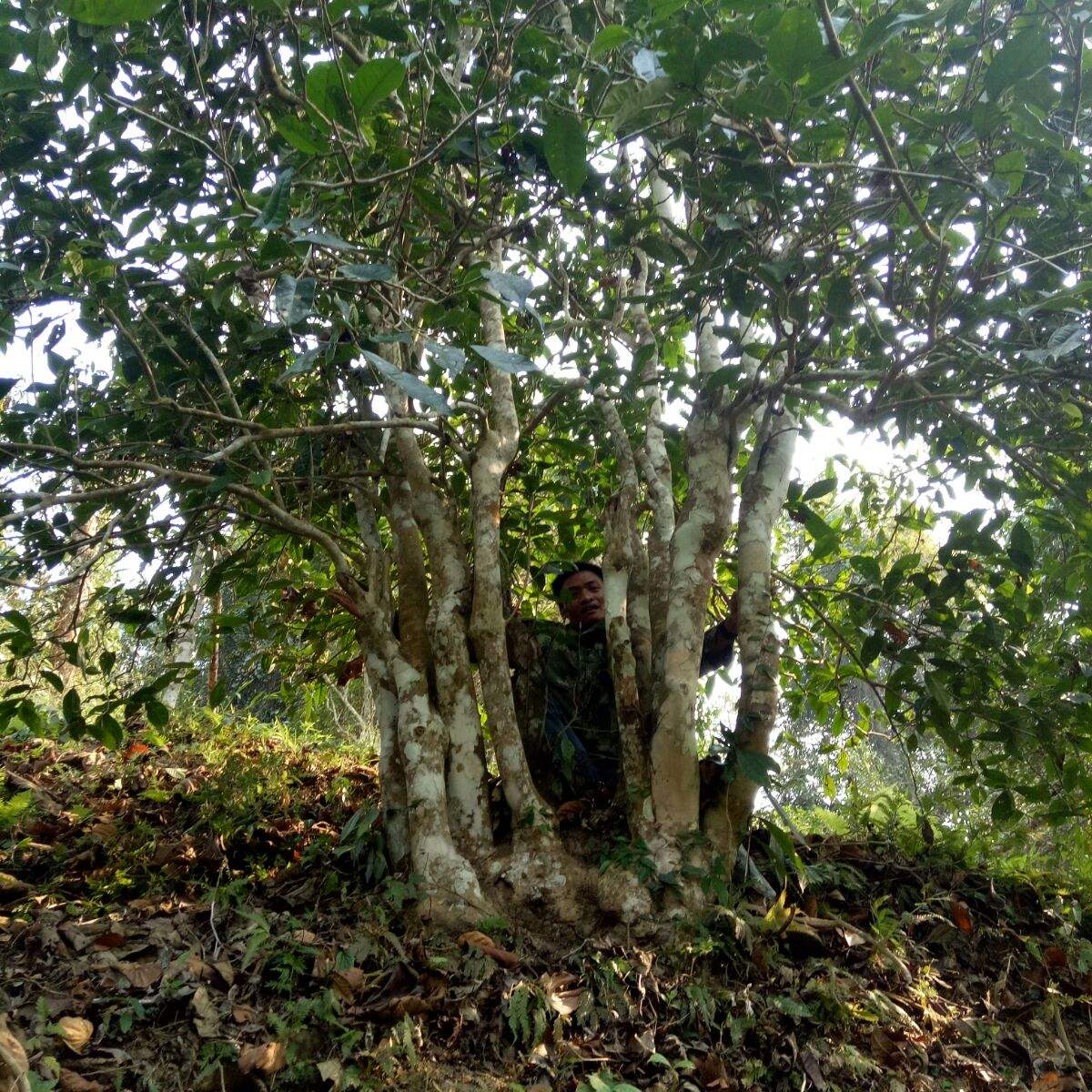 2022年蠻磚瓦龍古樹春茶特點？