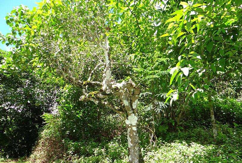 2022蠻磚瓦龍古樹春茶被遺忘的蠻磚瓦竜寨,與世隔絕民風(fēng)淳樸