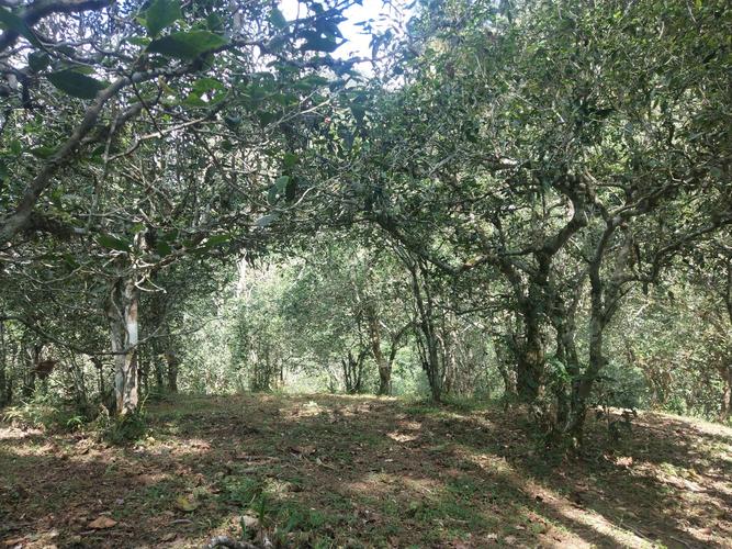 2022年革登古樹(shù)春茶多少一公斤？