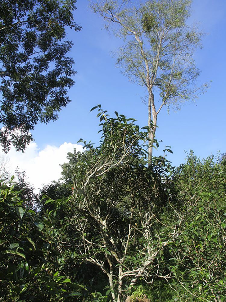 2022年莽枝古樹(shù)春茶口感？