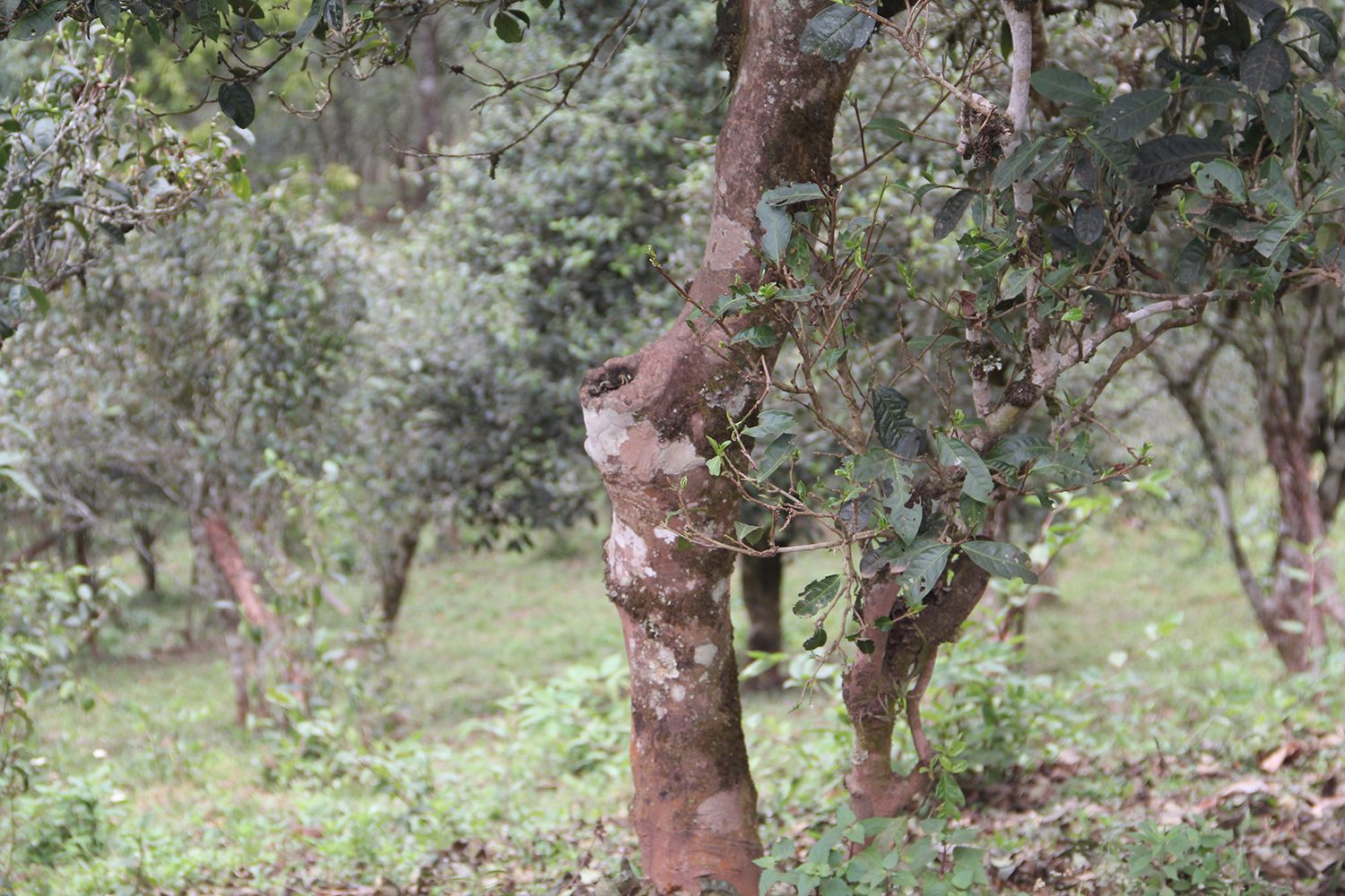 2022年莽枝古樹(shù)春茶價(jià)格？