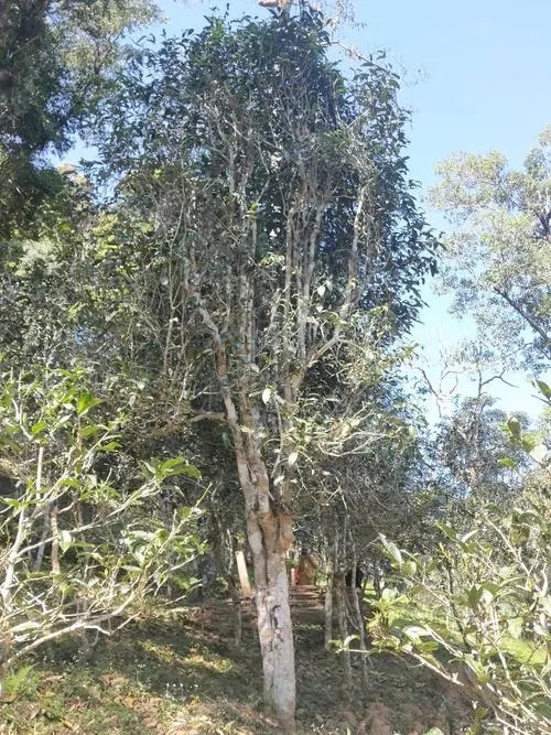 2022年莽枝古樹(shù)春茶多少錢(qián)一公斤？