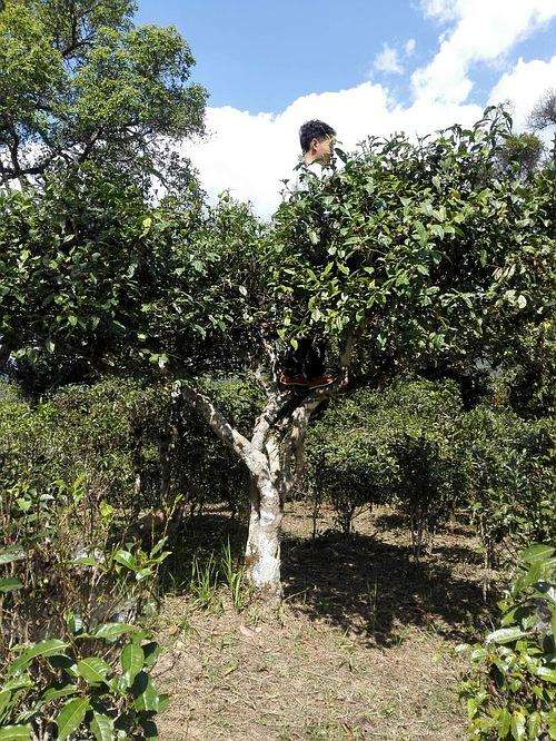 2022年攸樂(lè)古樹(shù)春茶多少錢(qián)一公斤？