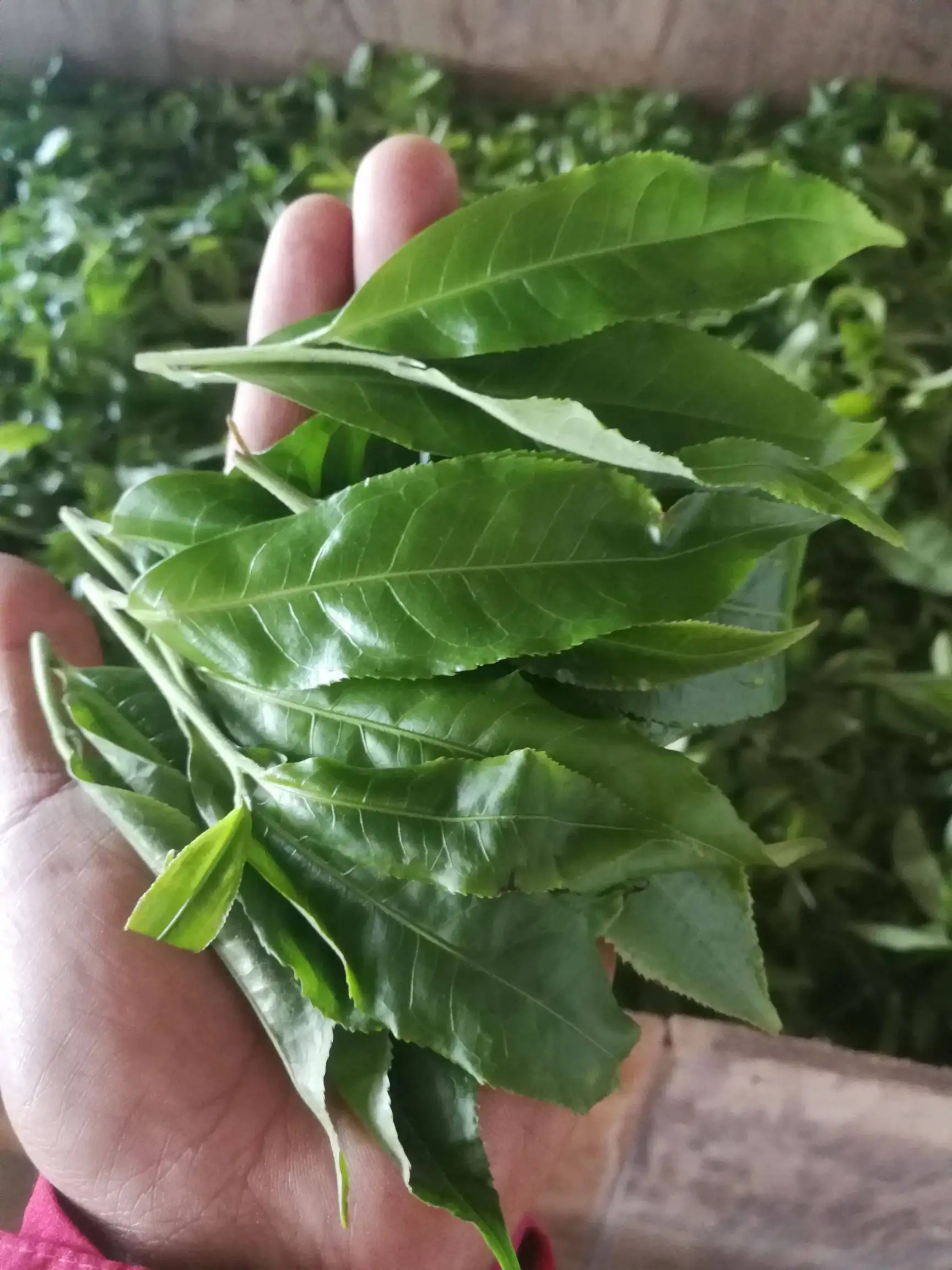 2022年易武曼秀古樹春茶價(jià)格？