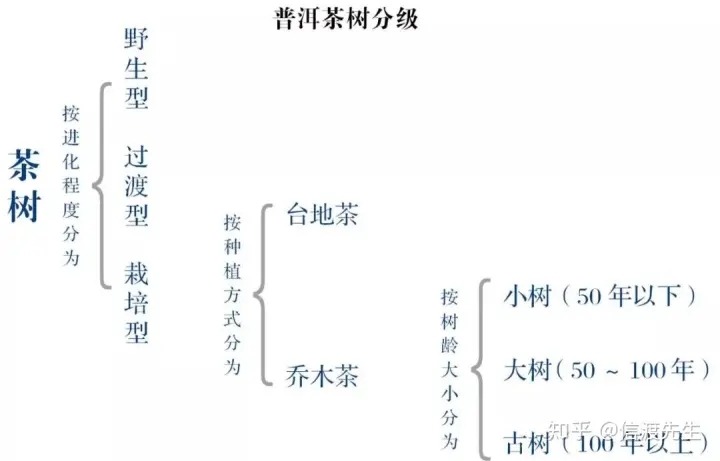 2022年按順序排列普洱茶樹等級(jí) 怎么分？