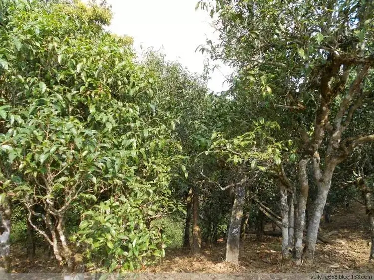 普洱茶山野味怎么解釋？