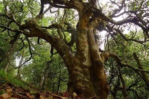 冰島！普洱茶界最有名的山頭，一次性把冰島茶講清楚！