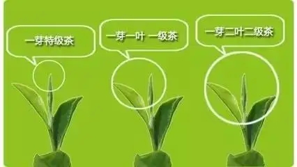 普洱茶如何分級(jí)？