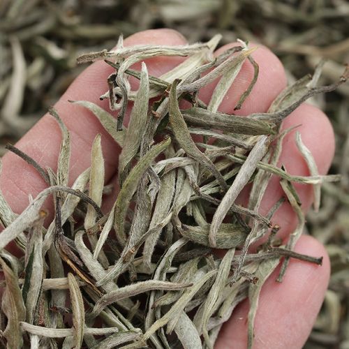 普洱茶白茶怎么保存?