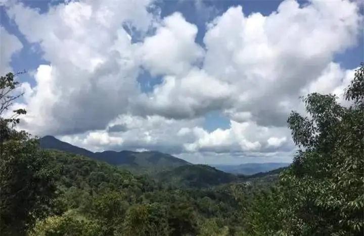 喝普洱茶的人為什么喜歡追山頭？無(wú)非就是這幾個(gè)原因