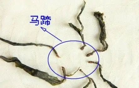 馬蹄竟然還能喝？普洱茶里的馬蹄你有了解過嗎？
