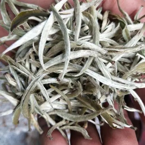 遇見月光白之美，存放四年云南古樹白茶