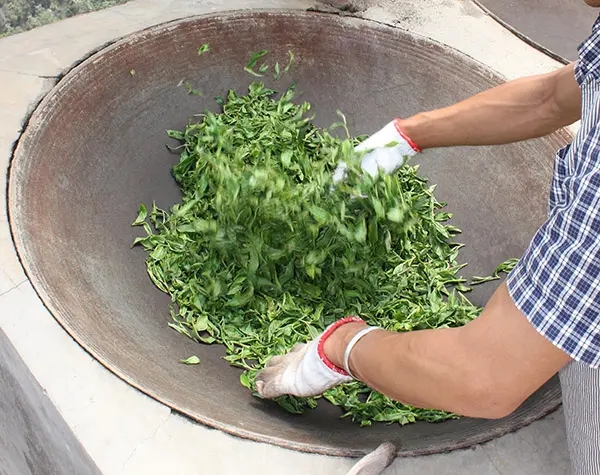 “殺青”是如何影響普洱茶品質(zhì)的？