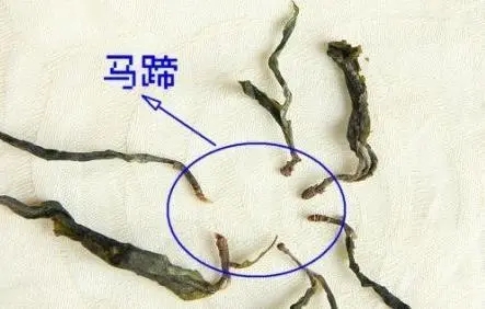 馬蹄竟然還能喝？普洱茶里的馬蹄你有了解過嗎？