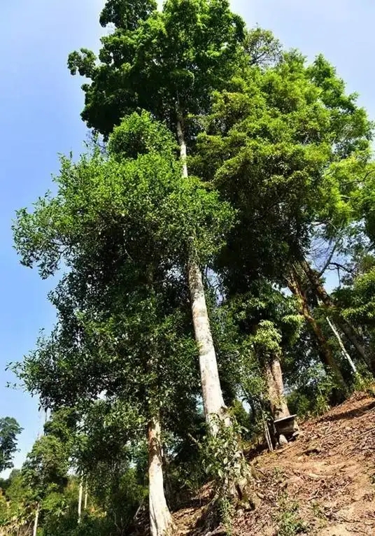 普洱茶概念中的“國(guó)有林”、“高桿古樹”是怎么樣的存在？