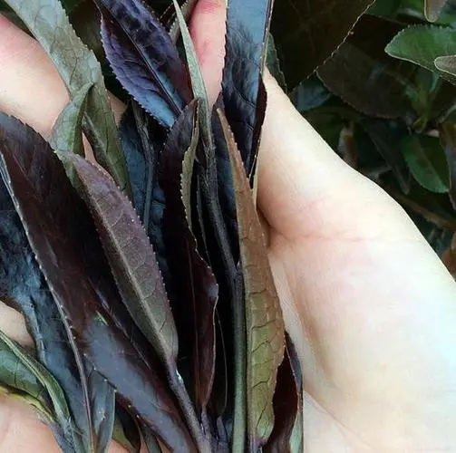 普洱茶中有一種叫“紫芽茶”的是怎么回事？