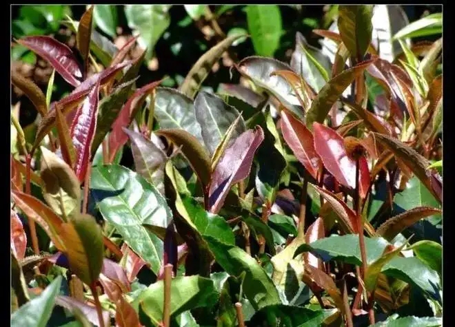 紫芽普洱茶真的都很珍貴嗎？這篇文章說(shuō)到你心坎上了