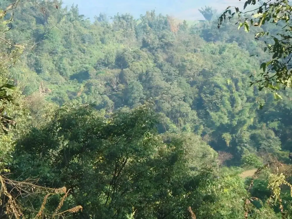 茶山紀(jì)實(shí)：再進(jìn)犀牛塘，不一樣的感覺(jué)；菁瑤可以預(yù)見(jiàn)的豐收年