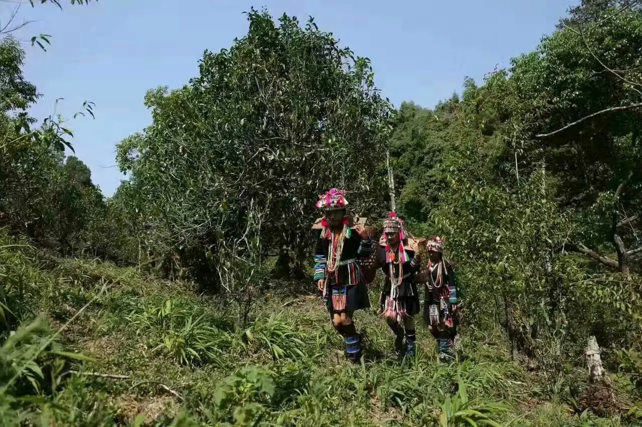 【好茶知味】南糯山石頭老寨拔瑪古樹：醇柔之質(zhì)，綿遠(yuǎn)之韻