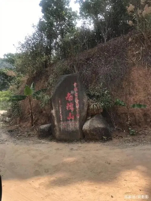 古茶第一村”，你見過這樣的茶樹嗎？