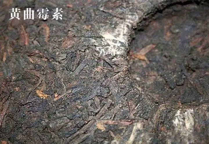 普洱茶有黃曲霉毒素，喝了會(huì)致癌？不黑不吹，咱用事實(shí)說(shuō)話(huà)