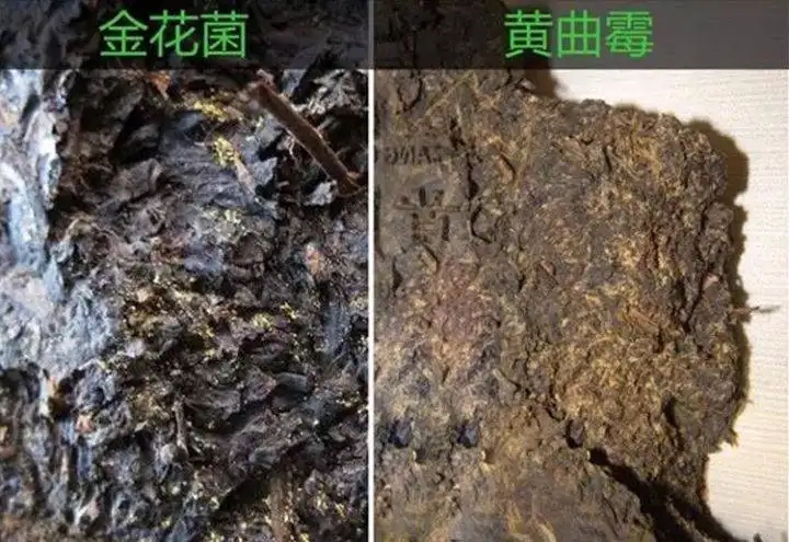 從普洱茶致癌論說(shuō)開(kāi)，再談普洱茶與黃曲霉毒素的關(guān)系。
