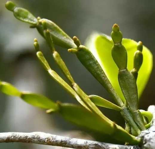 “螃蟹腳”是什么？