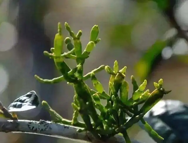 一節(jié)螃蟹腳，勝過冬蟲和夏草