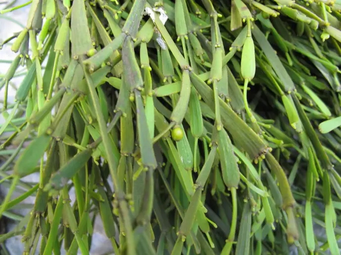 普洱茶中的“螃蟹腳”，到底是什么？如何辨別？