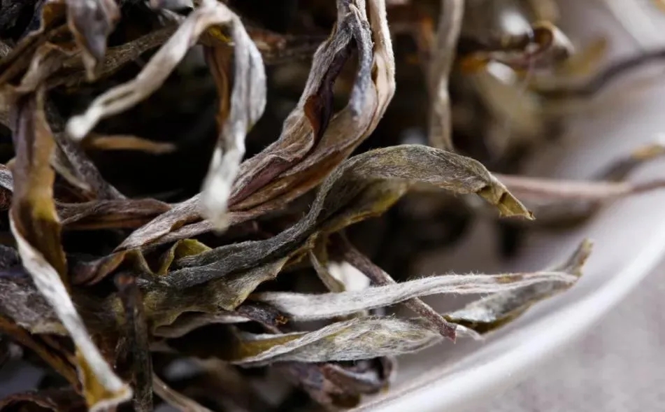 普洱茶樹生長的海拔越高，品質(zhì)就越好嗎？