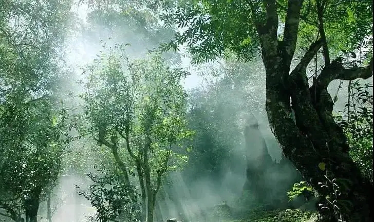 獨(dú)有神韻的瀾滄景邁古樹茶！