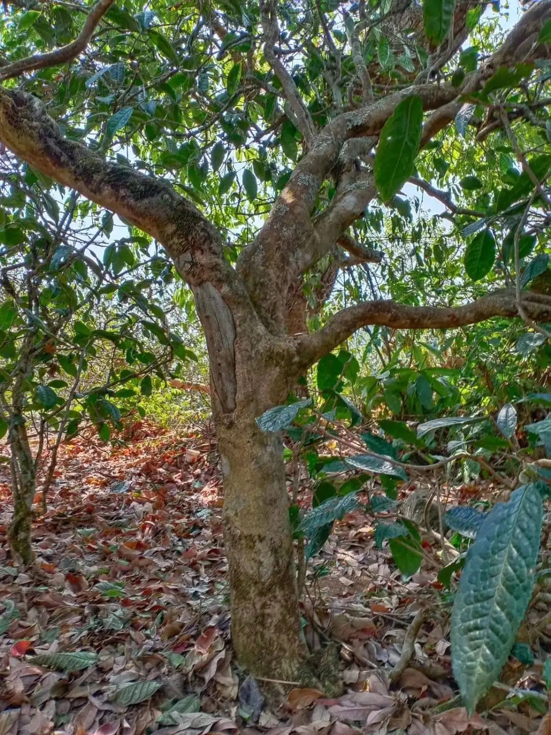 一山一韻，普洱茶的山韻