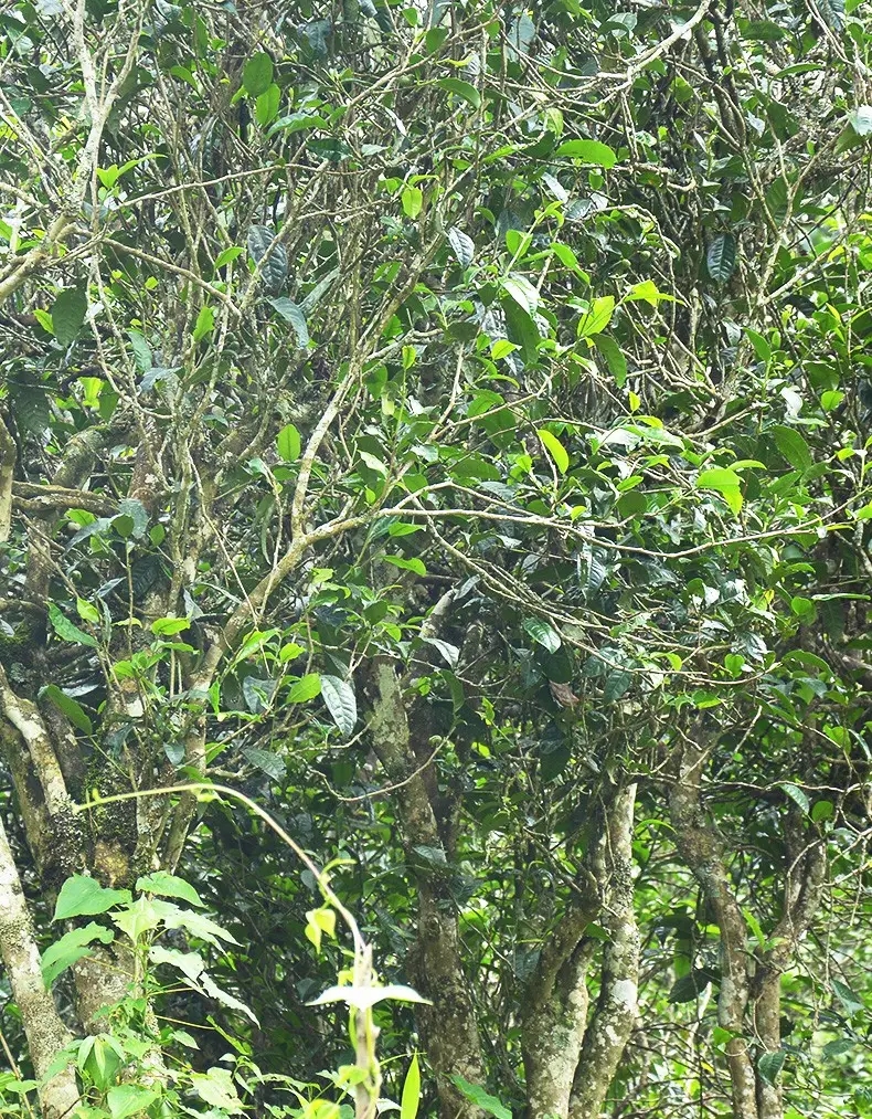 香竹箐：千年的觸摸，穿越時(shí)空的證明