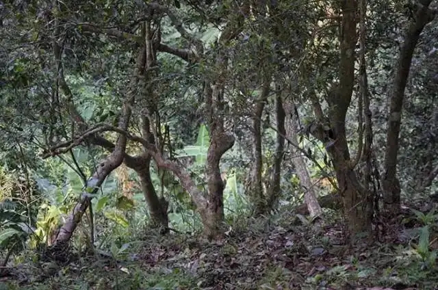 一山一味，山頭茶存在的意義究竟是什么？