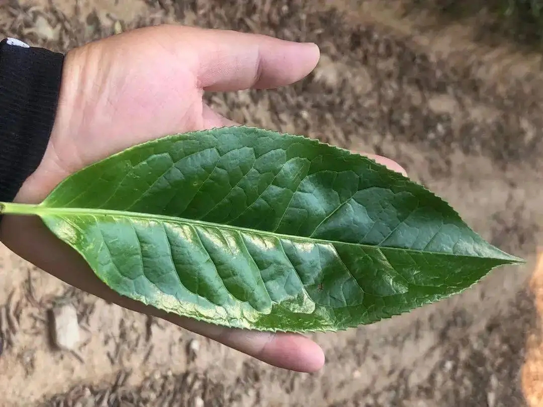 【茶百科】勐庫(kù)大葉種的適制性。