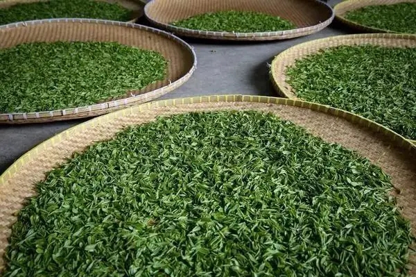 傳統(tǒng)普洱茶殺青工藝原理，專家們是這樣說的