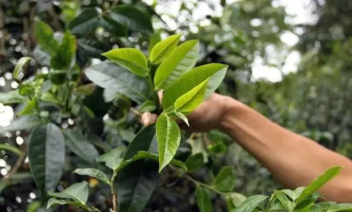 云南大葉種和小葉種是一個品種嗎？兩者有何優(yōu)勢？