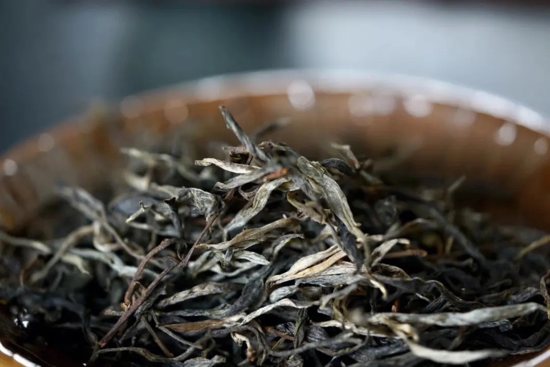 2023年老班章古樹春茶口感！