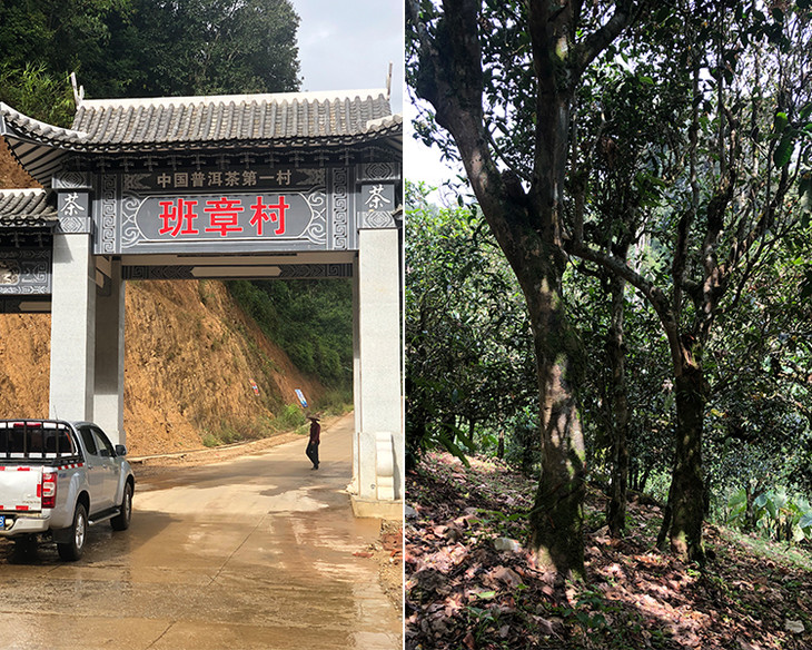 2023年新班章古樹春茶品質(zhì)怎么樣？