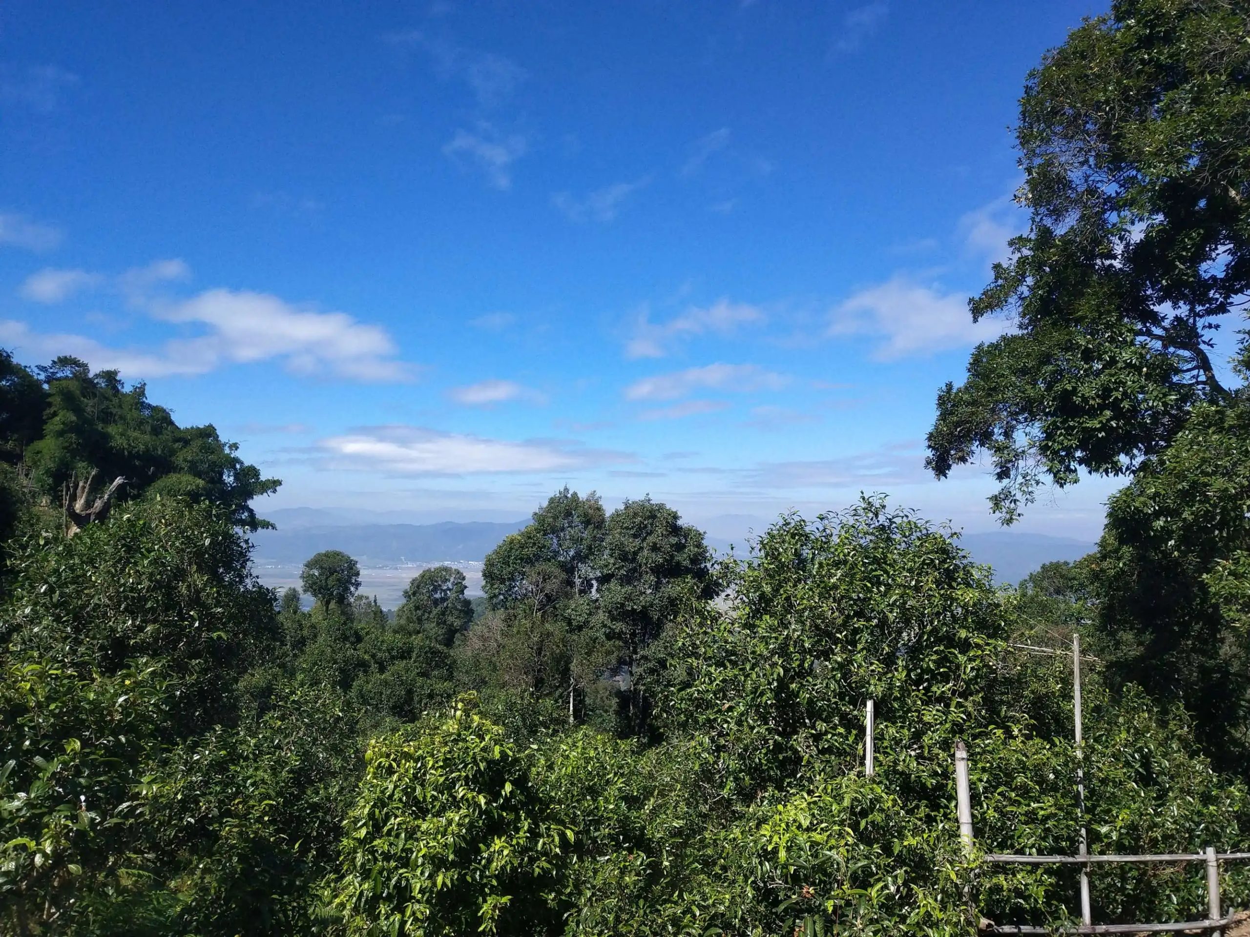 2023年廣別老寨古樹春茶特點是什么?