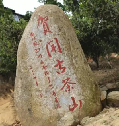 2023年賀開古樹春茶品質(zhì)如何？