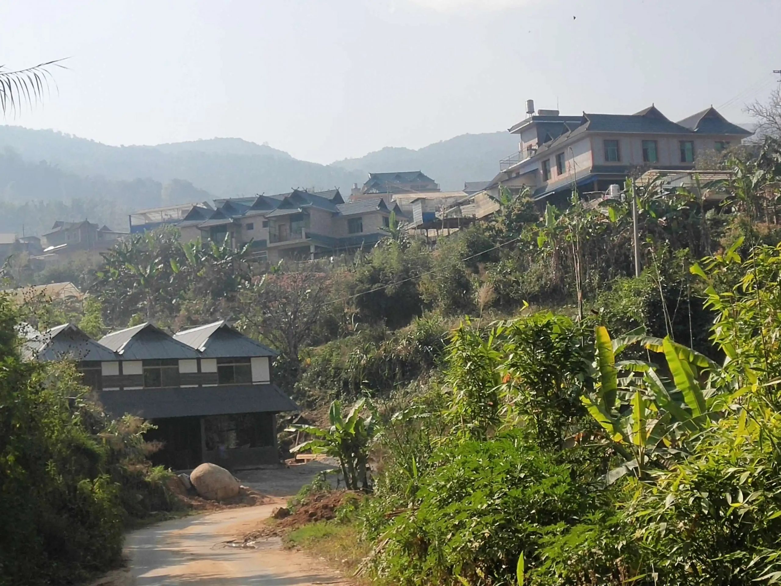 2023年帕沙古樹春茶價格多少錢？