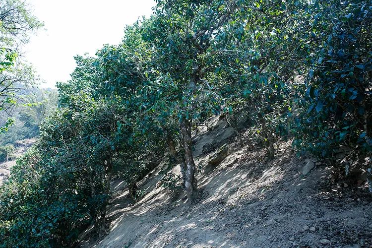 2023年那卡古樹春茶價格是多少？