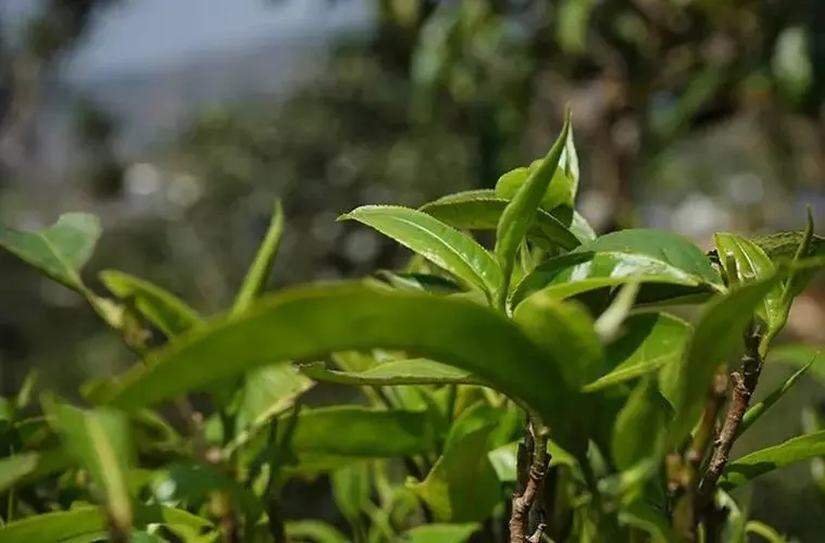 2023年那卡古樹春茶多少錢一公斤？