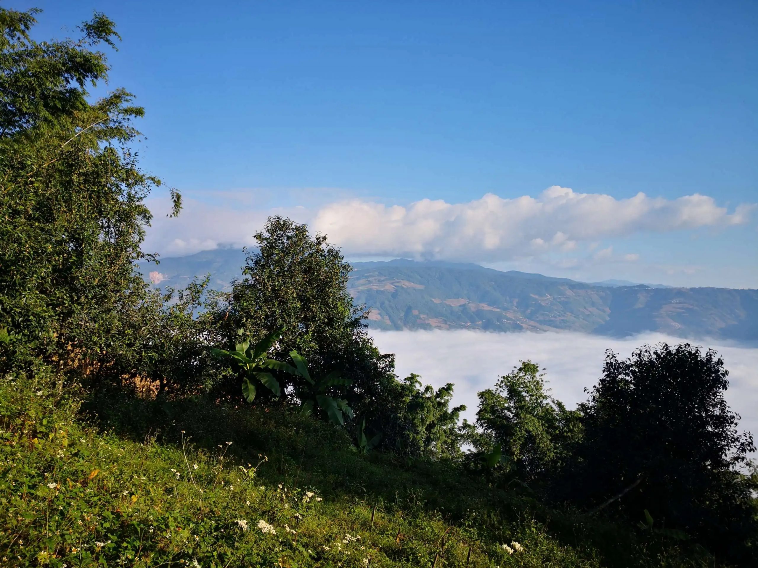 2023年邦崴古樹 春茶品質(zhì)如何？