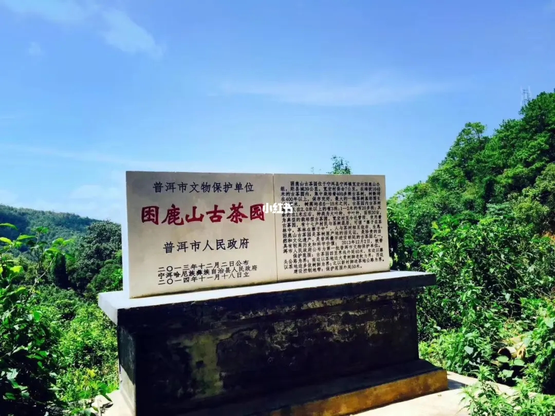 2023年困鹿山古樹春茶特點是什么？