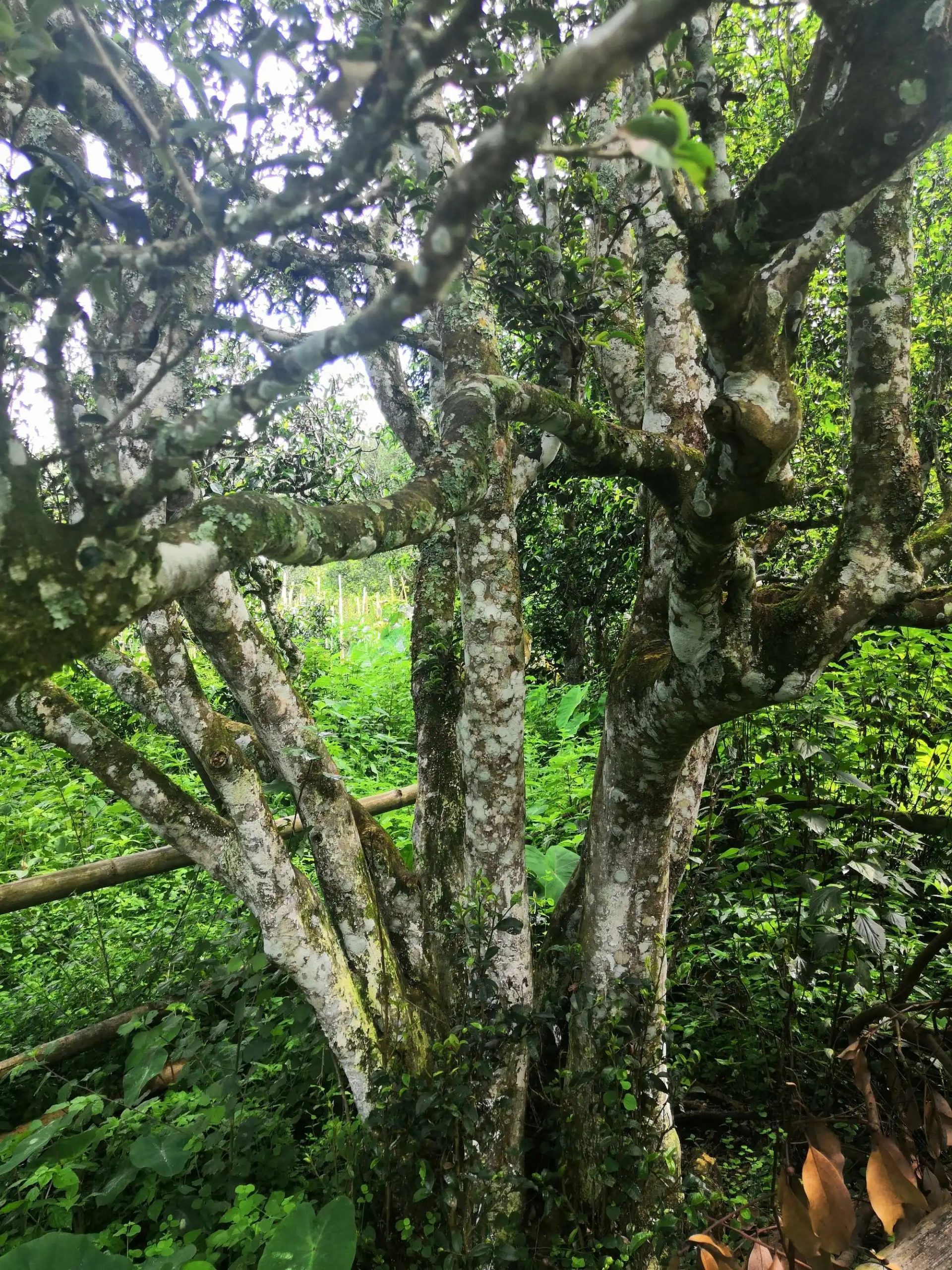 2023年困鹿山古樹春茶價格是多少？